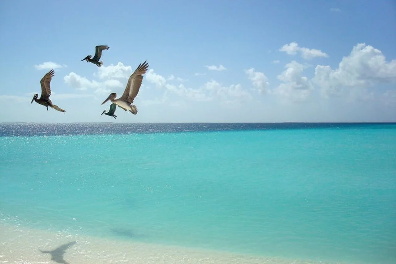 Pelicans flying over Madrisquí in Los Roques.