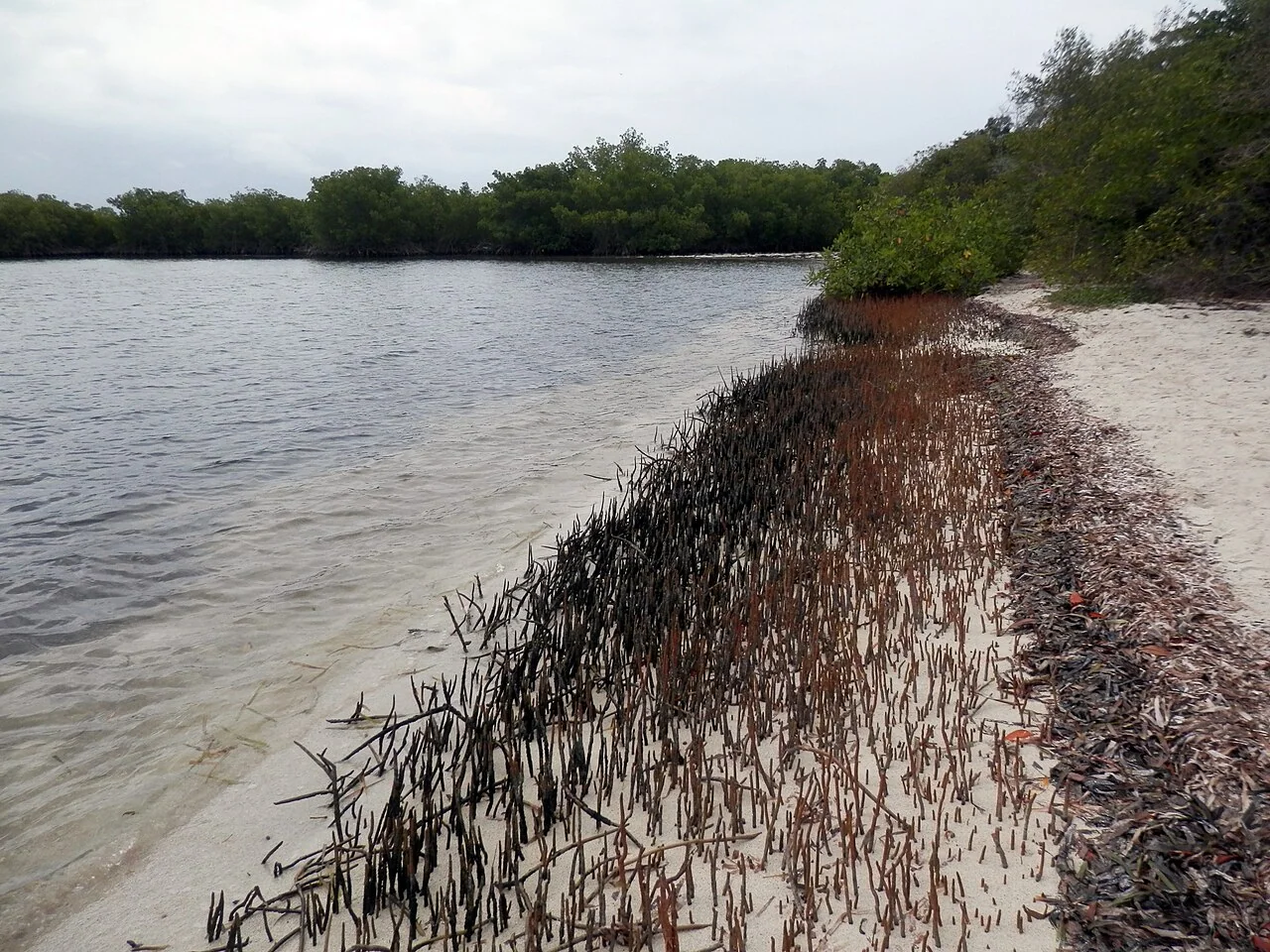 Cayo Paiclá in Morrocoy National Park, an example of the park’s cay landscape.