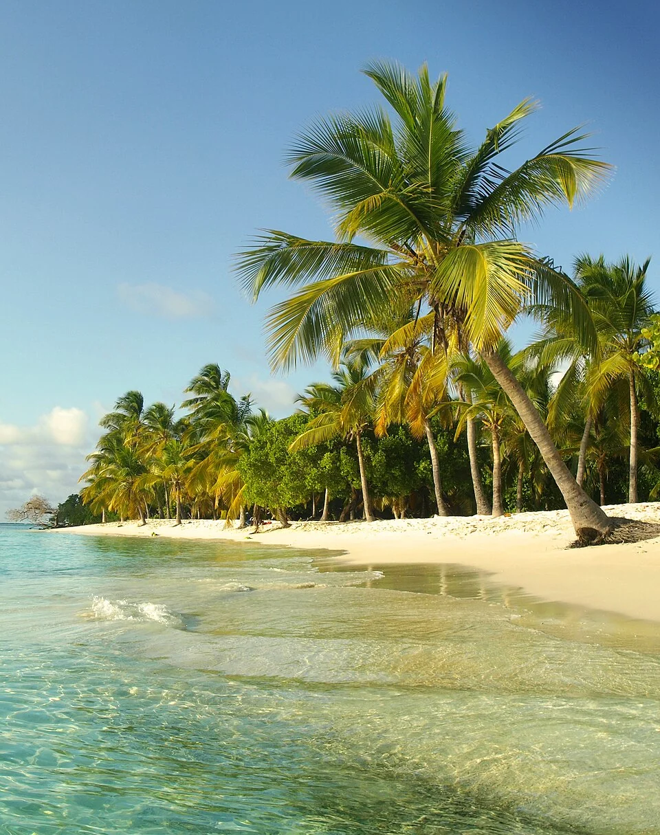 Clear water and a coconut palm at Cayo Sombrero in Morrocoy National Park.
