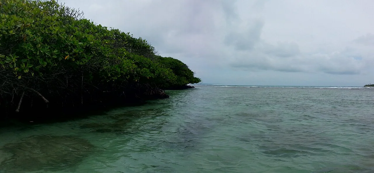 Mangroves at Cayo Sal near Chichiriviche, Falcón.