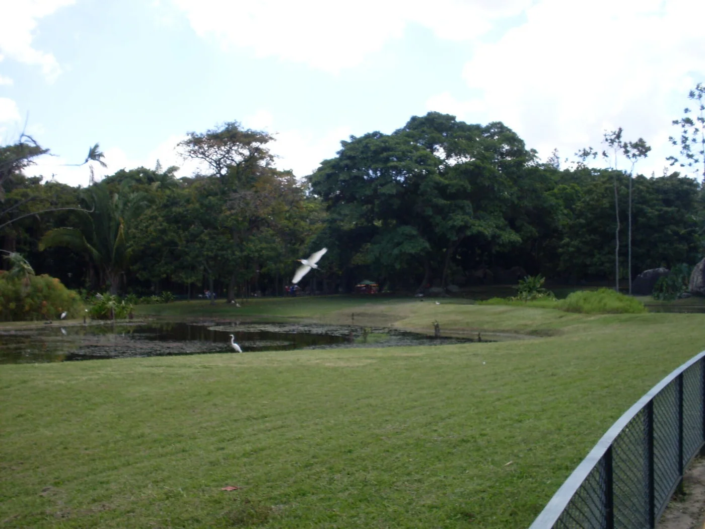 Lake and palms at Parque del Este in Caracas.