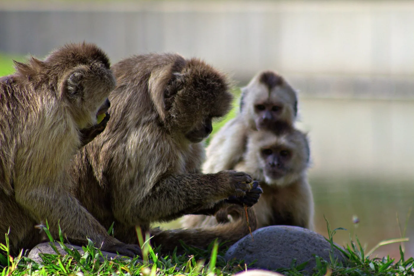 Wedge-capped capuchins in Parque del Este, Caracas.