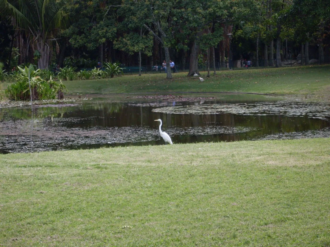 A landscaped water feature in Parque del Este, Caracas.