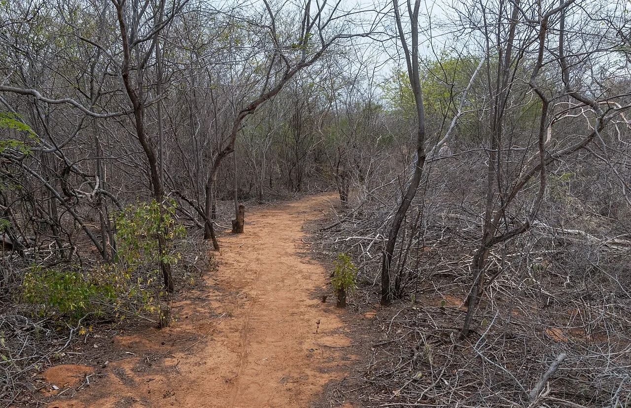 A path through thorn scrub on Margarita Island, Venezuela.