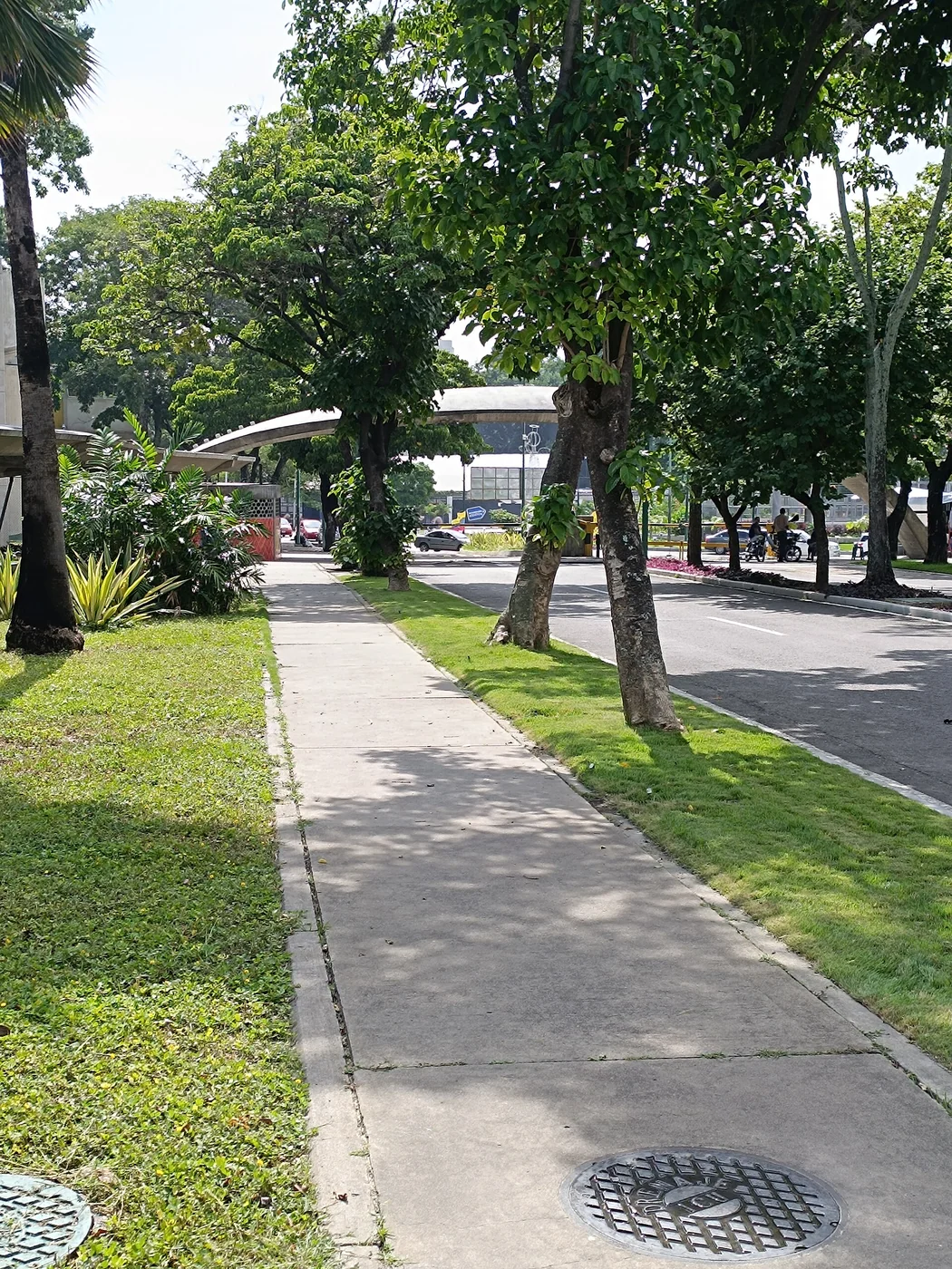 Tree-lined approach to the Plaza de las Tres Gracias entrance at Ciudad Universitaria, UCV, Caracas.