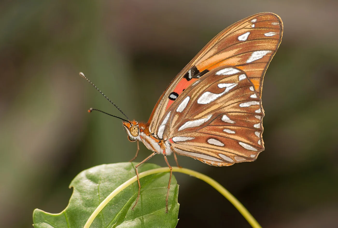 Margarita’s documented biodiversity is relevant to the law’s environmental-sustainability language and to tourism diligence.