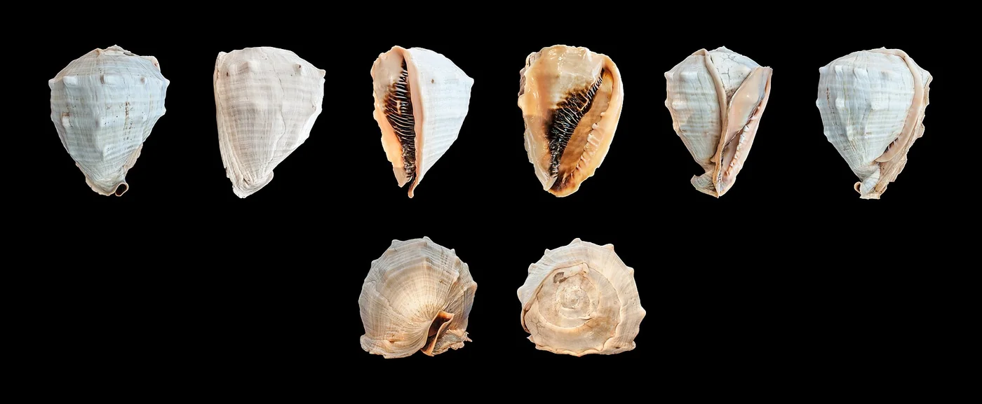 This identified Margarita coastal species is contextual evidence for environmental screening, not a legal or investment guarantee.