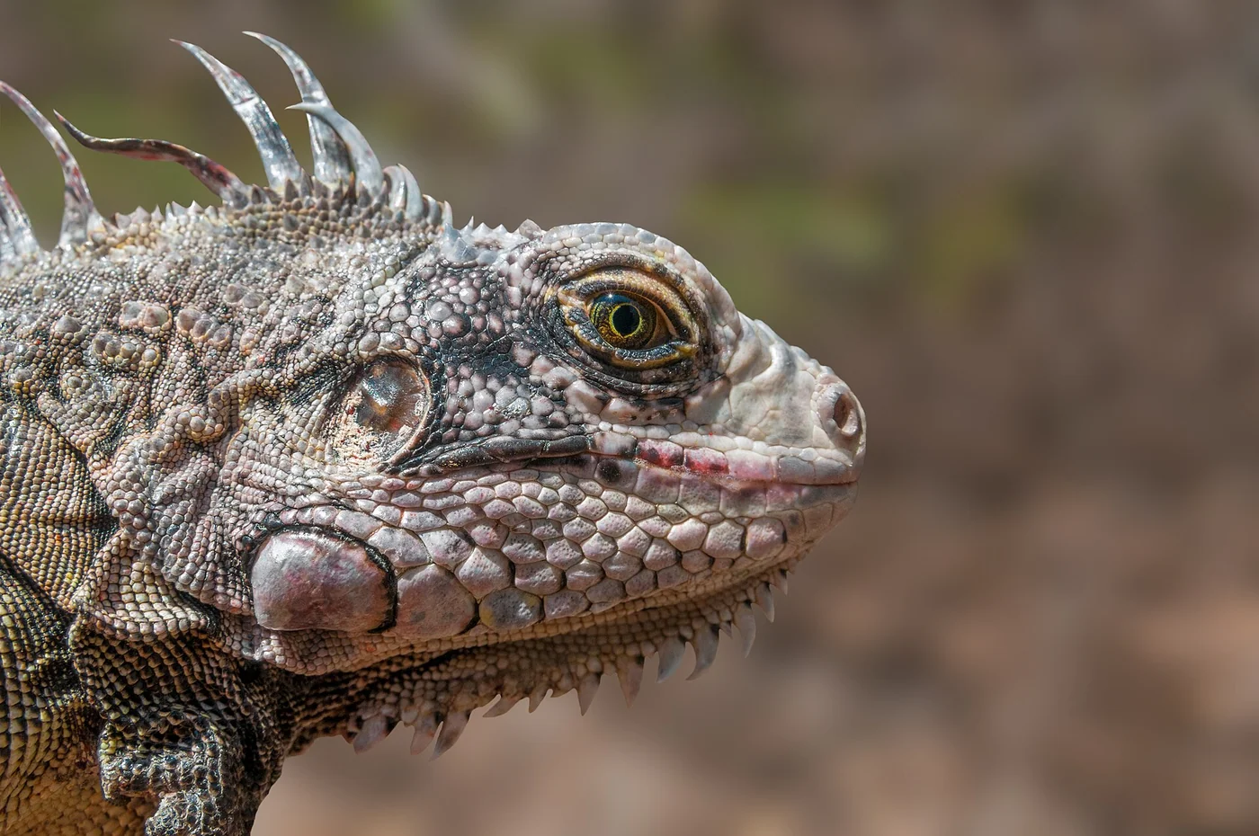 An identified endangered-species image reinforces the need to treat environmental rules as continuing obligations in tourism or industrial projects.