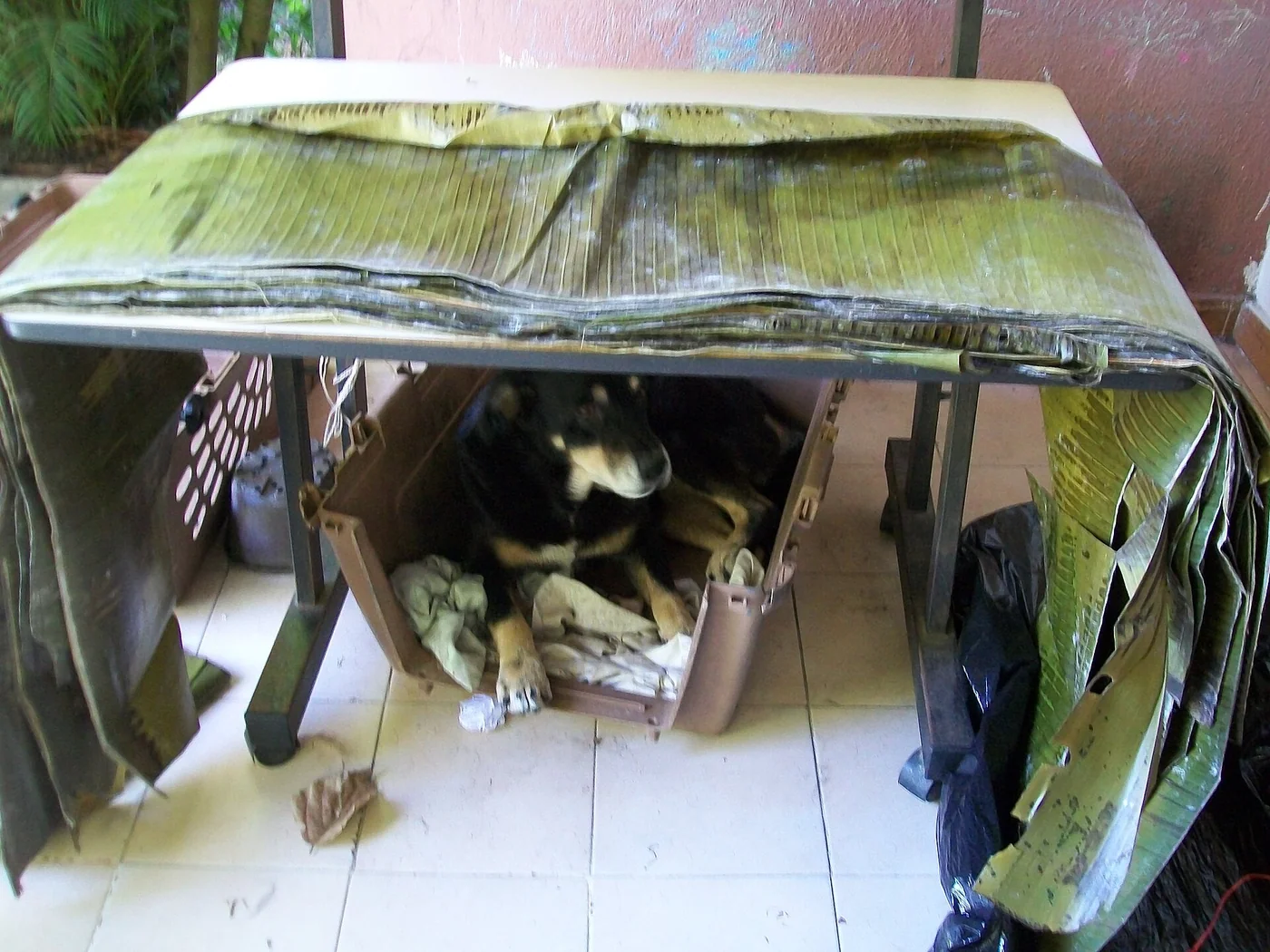 Plantain leaves spread open and cleaned before use in preparation of Hallacas , Maracay , Venezuela.