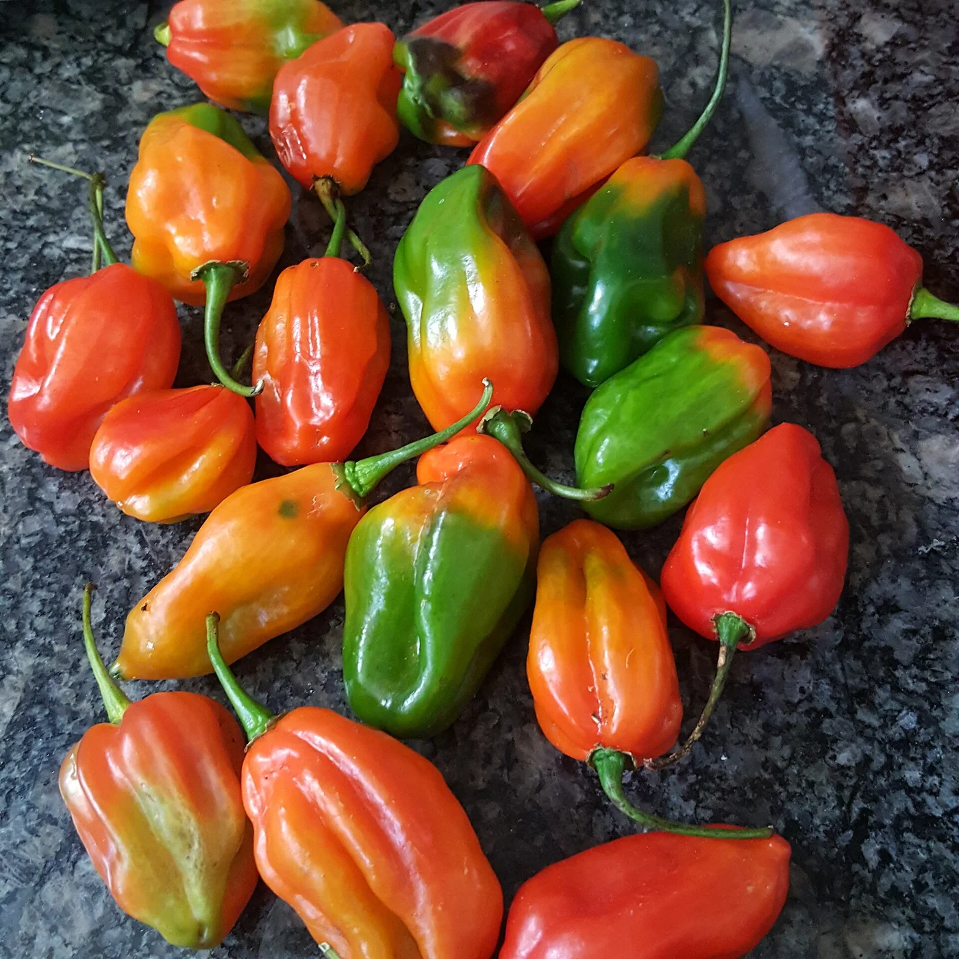 Venezuela sweet pepper