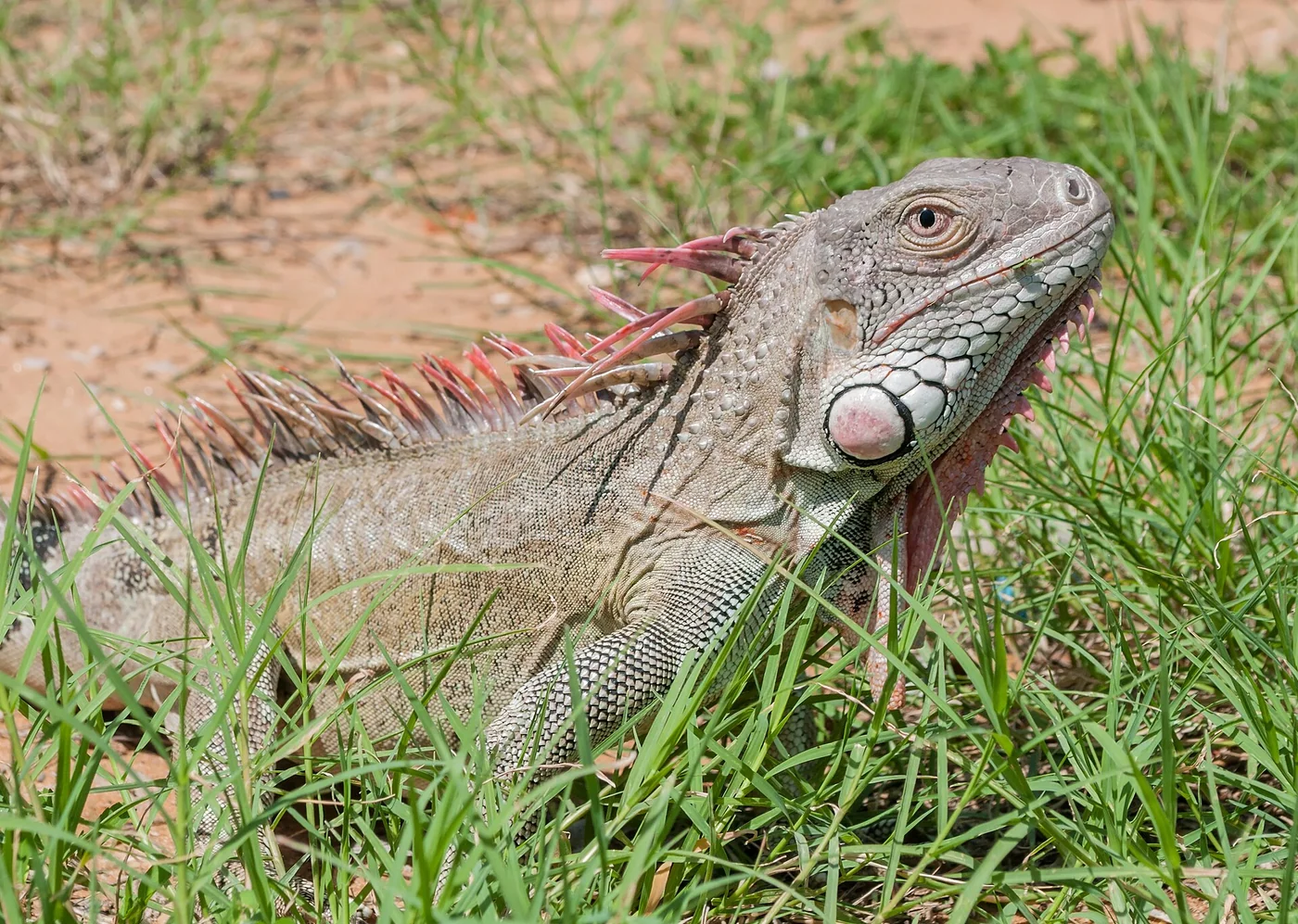 Green iguana near Lake Maracaibo