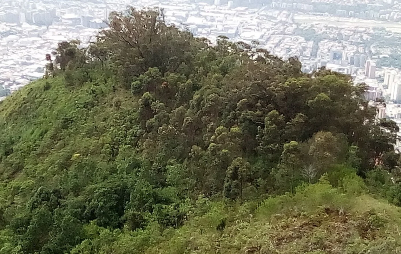 Cachimbo area of Warairarepano El Ávila National Park