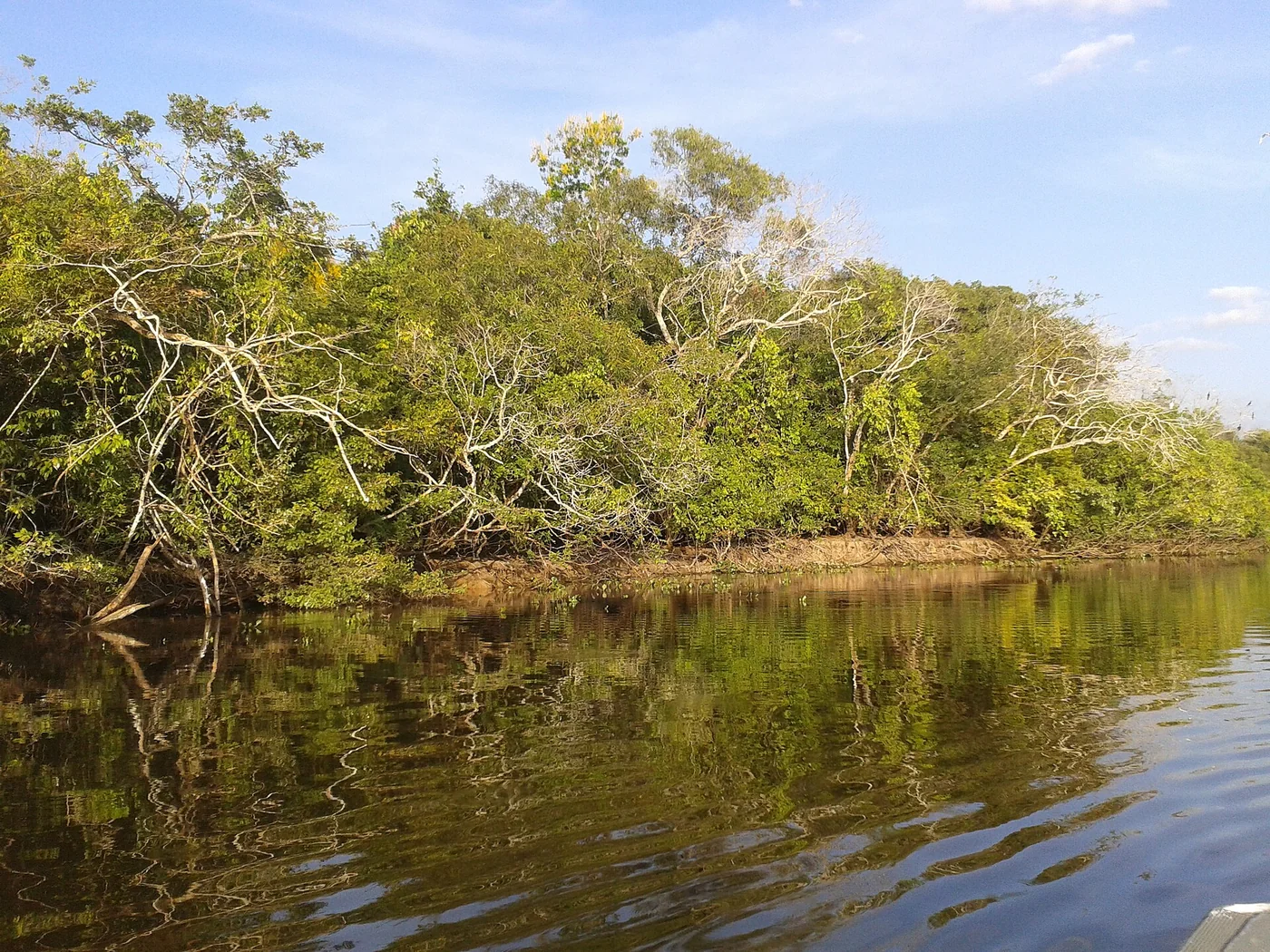 A second Hato El Cedral view in the Venezuelan Llanos