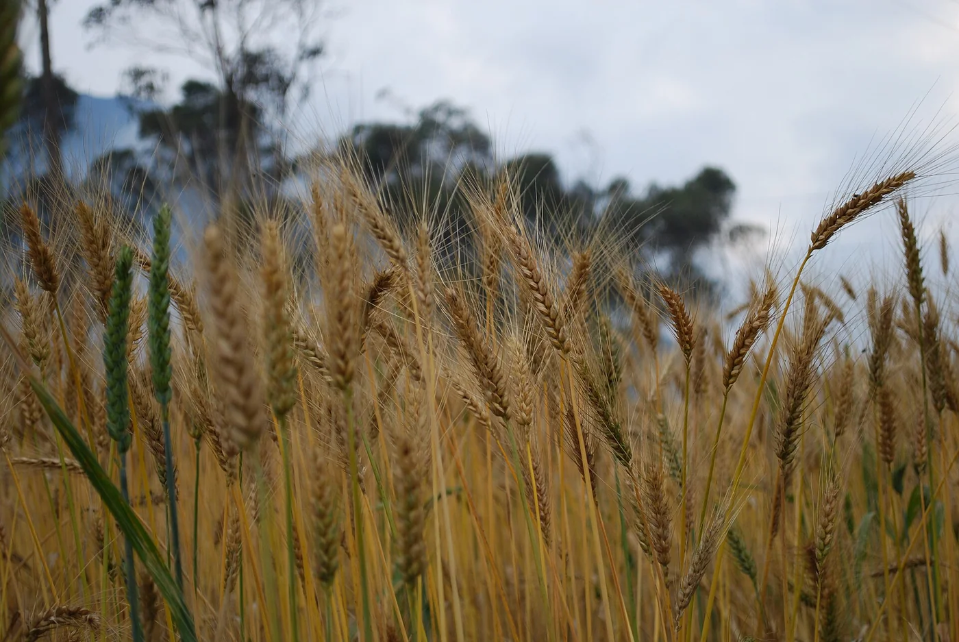 Wheat planting in La Culata, Mérida, Venezuela.