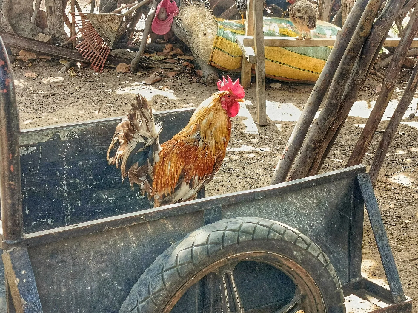 Handcart scene in Maracaibo or Cabimas, Venezuela.